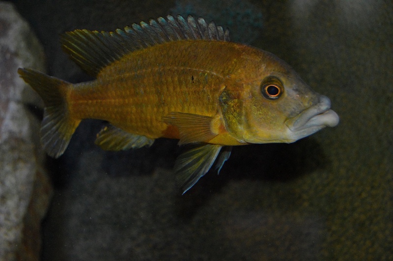 Abactochromis labrosus